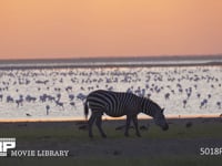 夕暮れのグラントシマウマ サバンナシマウマ、水場、夕暮れ、夕焼け、4K