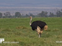 サバンナで餌をさがすダチョウ 採餌、4K