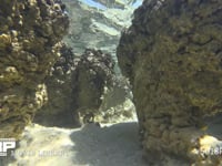 ストロマトライト（水中撮影） 藍藻類、海面、波、4K