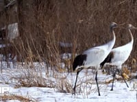 タンチョウのヒナ 丹頂、ツル、鶴、4K