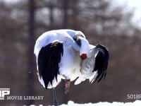 羽づくろいするタンチョウ 丹頂、ツル、鶴、羽づくろい、4K