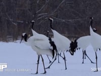 羽づくろいするタンチョウ 丹頂、ツル、鶴、羽づくろい、降雪、4K