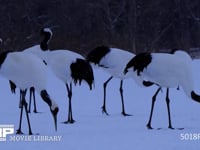 降雪のなかのタンチョウ 丹頂、ツル、鶴、降雪、4K