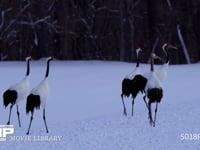 タンチョウの群れ 丹頂、ツル、鶴、4K