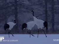 降雪のなかのタンチョウ 丹頂、ツル、鶴、降雪、4K