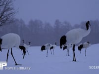 降雪のなかのタンチョウ 丹頂、ツル、鶴、降雪、4K