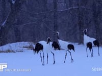 降雪のなかのタンチョウ 丹頂、ツル、鶴、降雪、4K