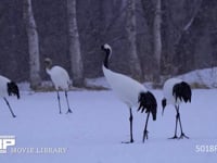 降雪のなかのタンチョウ 丹頂、ツル、鶴、降雪、4K