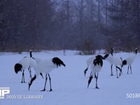 降雪のなかのタンチョウ 丹頂、ツル、鶴、降雪、4K