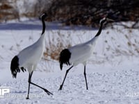 雪のなかのタンチョウ 丹頂、ツル、鶴、4K