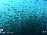 ニシンの群れとギンザケ（水中撮影） サケ、捕食、4K