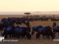 季節にあわせて移動するヌーの群れ オグロヌー、大群、渡り、夕暮れ、夕日、4K