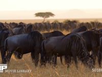 季節にあわせて移動するヌーの群れ オグロヌー、大群、渡り、夕暮れ、夕日、4K