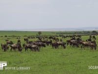 季節にあわせて移動するヌーの群れ オグロヌー、大群、渡り、4K