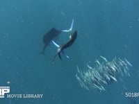 バショウカジキの捕食（水中撮影） カタボイワシの群れ、4K