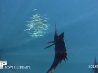 バショウカジキの捕食（水中撮影） カタボイワシの群れ、4K