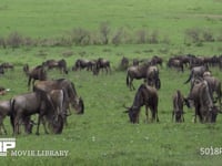 草原で草を食むヌーの群れ オグロヌー、サバンナ、採食、採餌、4K