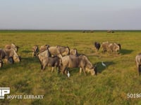 草原で草を食むヌーの群れ オグロヌー、サバンナ、採食、採餌、4K