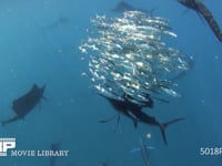 バショウカジキの捕食（水中撮影） カタボイワシの群れ、4K