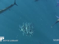 バショウカジキの捕食（水中撮影） カタボイワシの群れ、4K