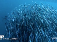 バショウカジキの捕食（水中撮影） カタボイワシの群れ、狩り、ハンティング、4K