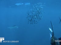 バショウカジキの捕食（水中撮影） カタボイワシの群れ、狩り、ハンティング、4K
