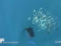 バショウカジキの捕食（水中撮影） カタボイワシの群れ、狩り、ハンティング、4K