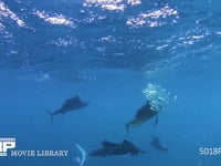 バショウカジキの捕食（水中撮影） カタボイワシの群れ、狩り、ハンティング、4K