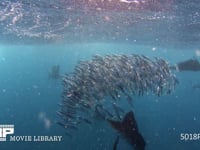 バショウカジキの捕食（水中撮影） カタボイワシの群れ、狩り、ハンティング、4K