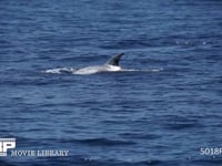 ハナゴンドウの泳ぎ 鯨類、ハクジラ、4K