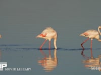 コフラミンゴの餌とり 湖、採餌、濾過、4K