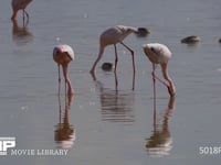 コフラミンゴの餌とり 湖、採餌、濾過、4K