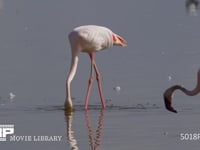 コフラミンゴの餌とり 湖、採餌、濾過、4K