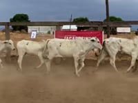 Lote 02BA