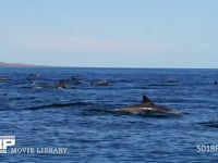 マイルカの群れ 海面を跳ね泳ぐ、4K