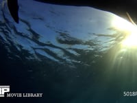 ミナミハンドウイルカ（水中撮影） 泳ぎ、4K