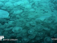 ミズクラゲの群れ（水中撮影） 海月、水母、浮遊、4K