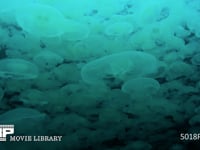 ミズクラゲの群れ（水中撮影） 海月、水母、浮遊、4K