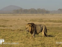 獲物をさがす雄ライオン サバンナ、4K