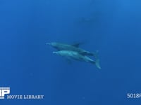 ミナミハンドウイルカ（水中撮影） 泳ぎ、4K