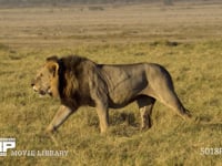 獲物をさがす雄ライオン サバンナ、4K