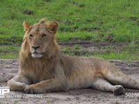 くつろぐ若い雄ライオン サバンナ、休息、4K