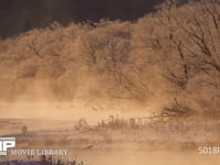 川霧のなかのタンチョウ 丹頂、ツル、鶴、朝日、朝焼け、ねぐら、雪裡川、4K