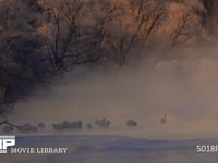 川霧のなかのタンチョウ 丹頂、ツル、鶴、朝日、朝焼け、ねぐら、雪裡川、4K