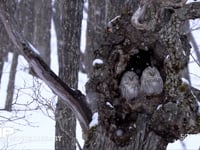 エゾフクロウのペア（スローモーション） ミズナラの洞、猛禽、森、降雪、HD