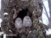 エゾフクロウのペア（スローモーション） ミズナラの洞、猛禽、森、降雪、HD