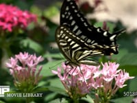 アゲハチョウの吸蜜（スローモーション） 揚羽蝶、飛翔、羽ばたき、HD