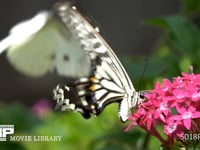 アゲハチョウの吸蜜（スローモーション） 揚羽蝶、飛翔、羽ばたき、HD