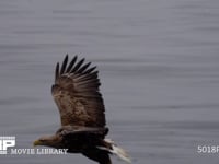オジロワシの狩り（スローモーション） 尾白鷲、ワシ、鷲、猛禽、飛翔、急降下、HD