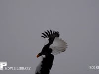 オオワシの狩り（スローモーション） 大鷲、ワシ、鷲、猛禽、飛翔、急降下、HD